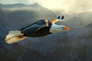 eagle, Flying