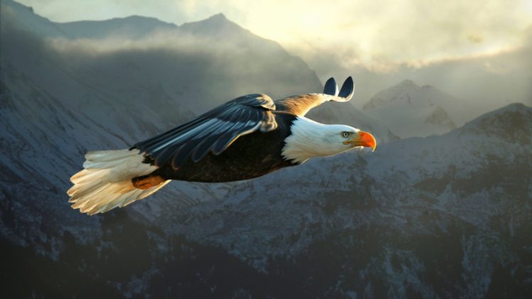 eagle, Flying HD Wallpaper Desktop Background