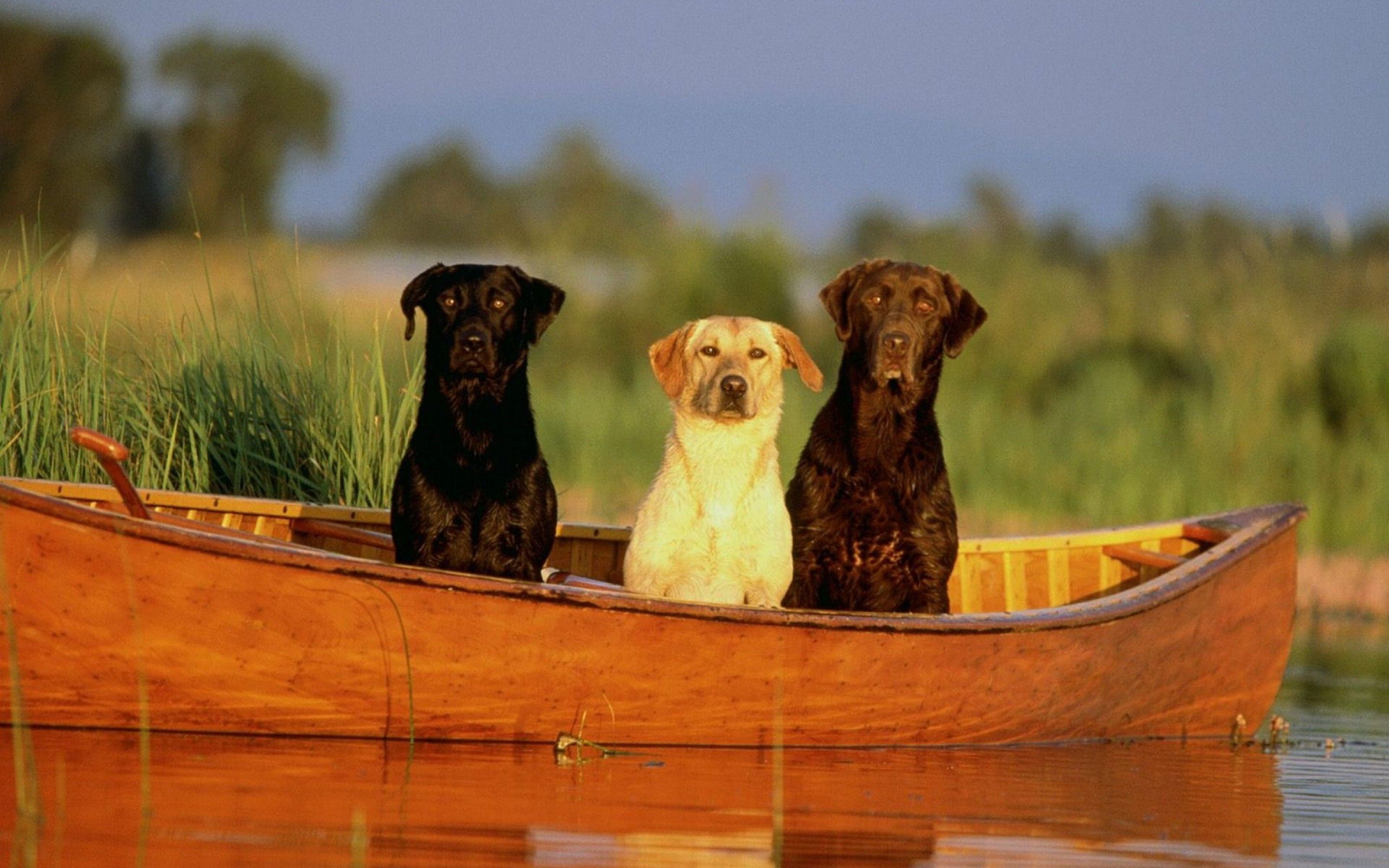 dogs Wallpaper