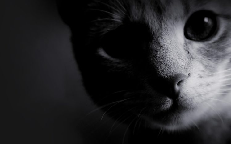 black, And, White, Cats, Animals, Kittens HD Wallpaper Desktop Background