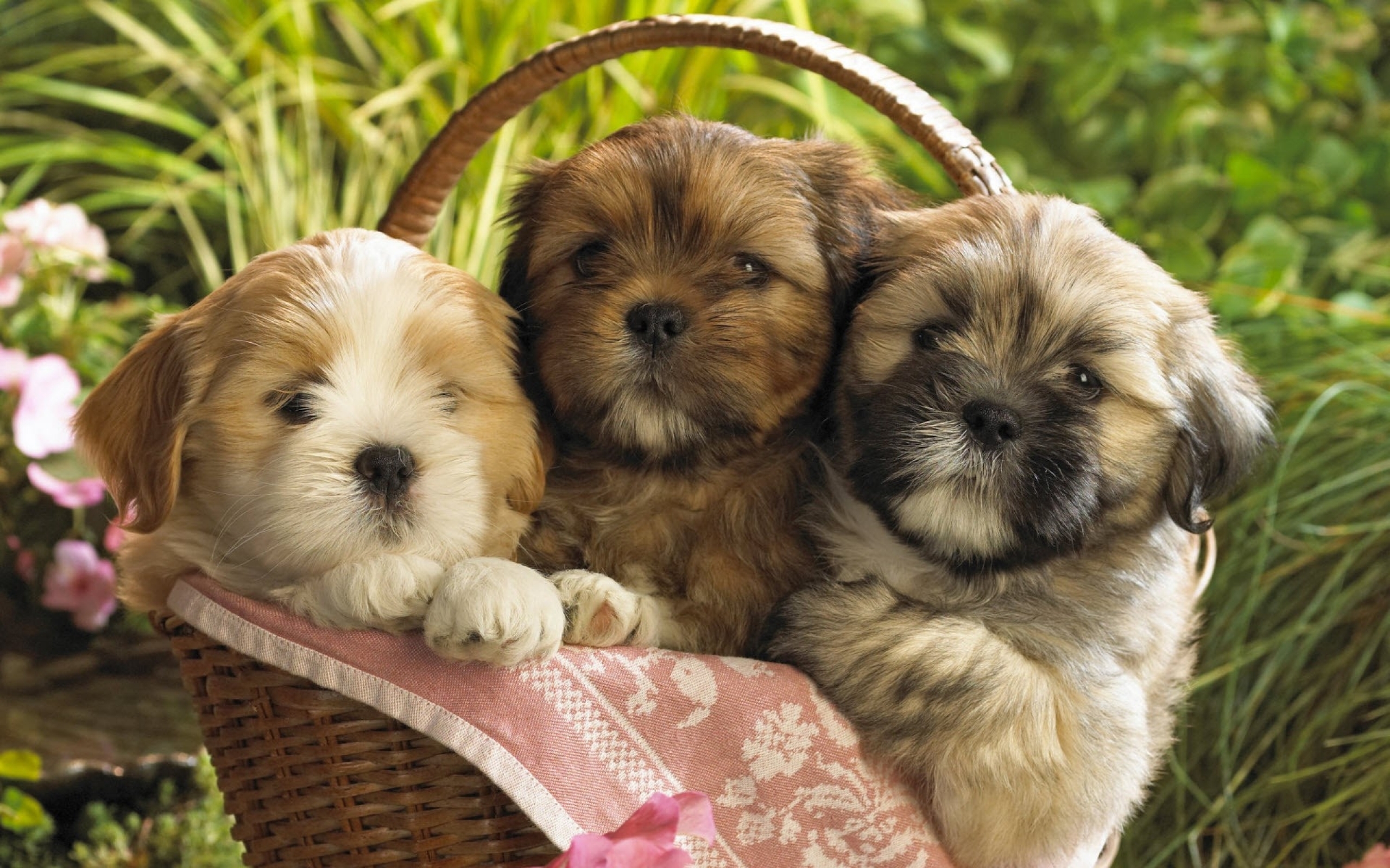 baby, Dogs Wallpaper