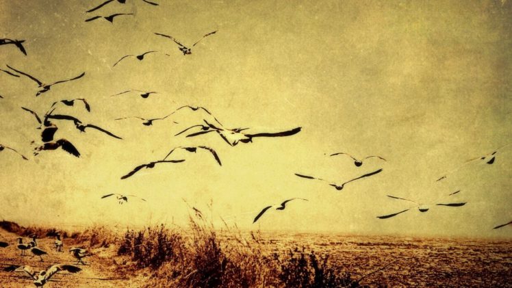 birds, Flying, Vector, Designs HD Wallpaper Desktop Background