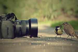 birds, Photographed, Photography, Cute