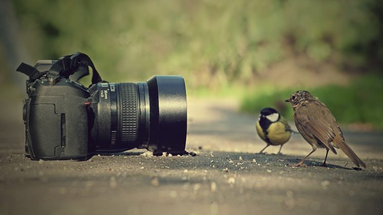 birds, Photographed, Photography, Cute HD Wallpaper Desktop Background