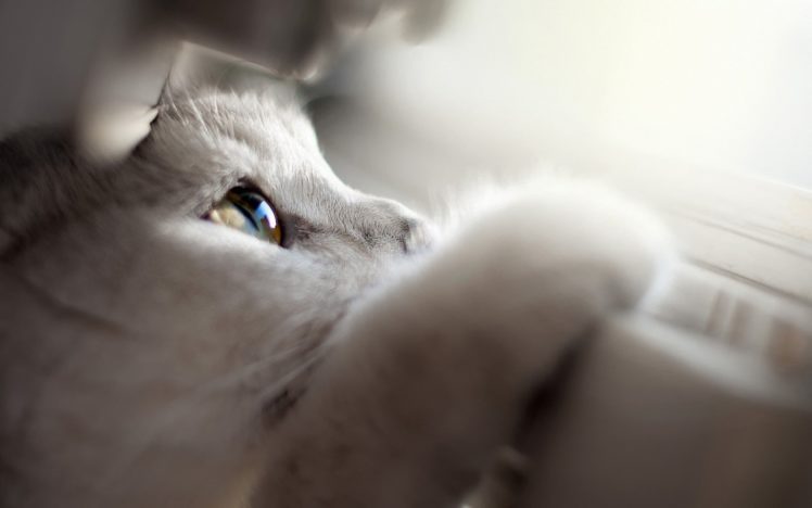 animals, Cats HD Wallpaper Desktop Background