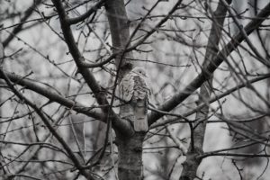 birds, Monochrome, Trees