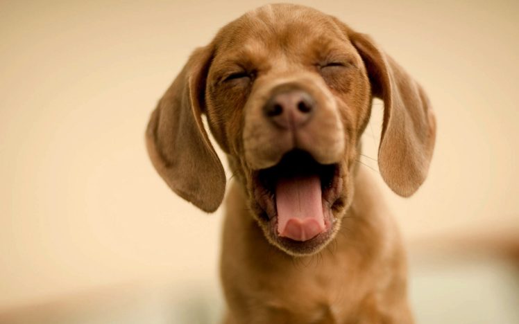 animals, Dogs, Funny, Smiling HD Wallpaper Desktop Background