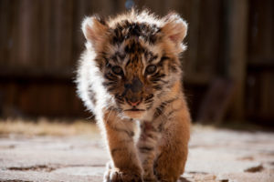 baby, Tiger