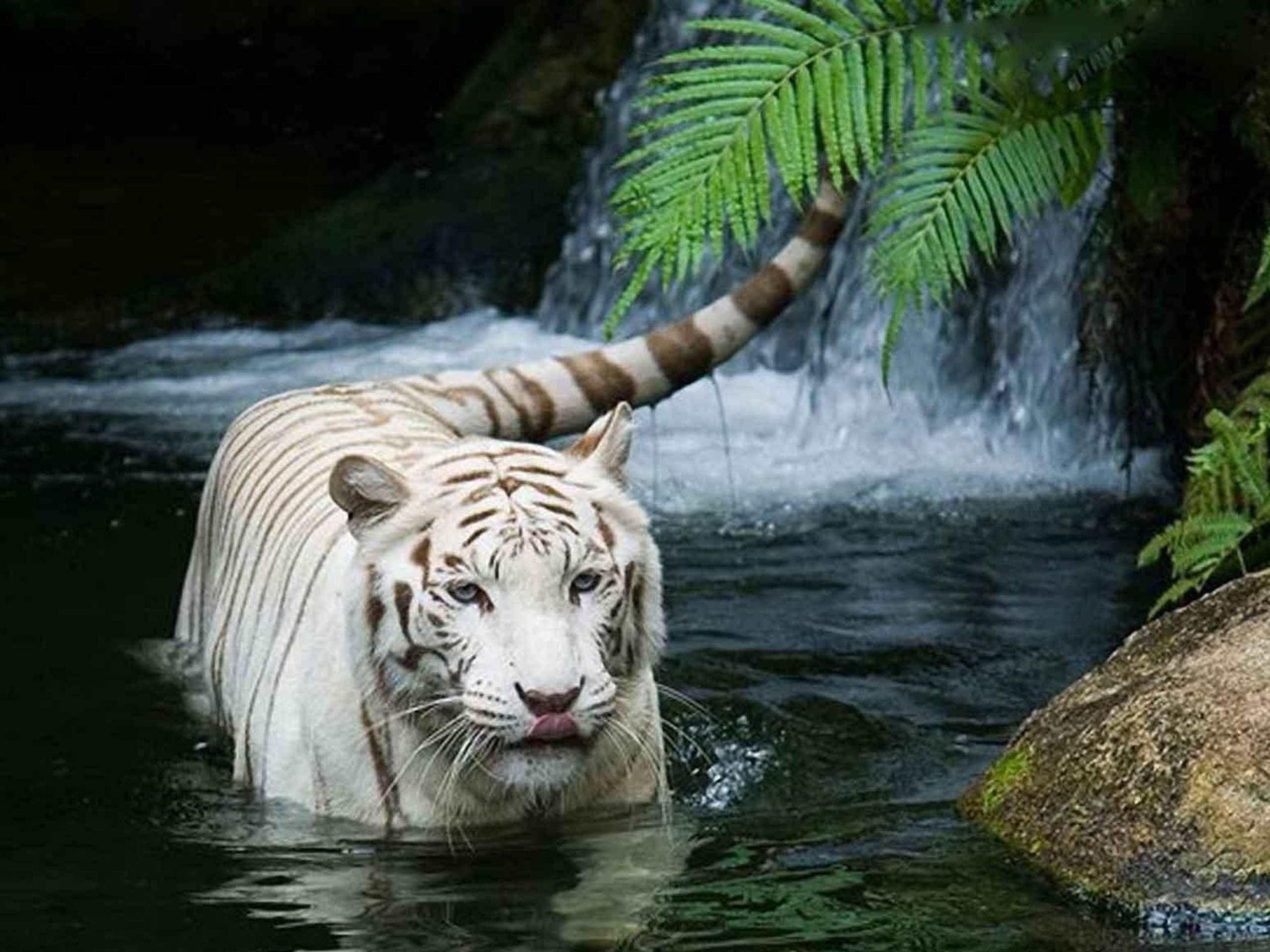 white, Tiger Wallpaper