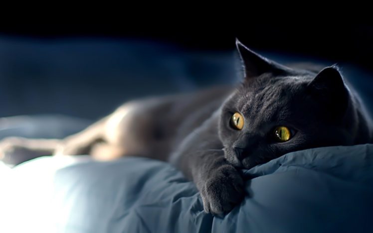 black, Cats, Animals HD Wallpaper Desktop Background