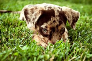 nature, Animals, Grass, Dogs, Outdoors, Puppies