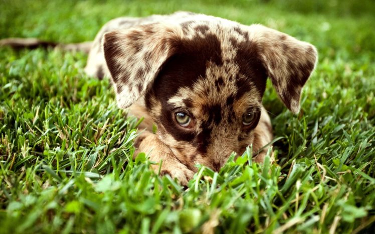 nature, Animals, Grass, Dogs, Outdoors, Puppies HD Wallpaper Desktop Background