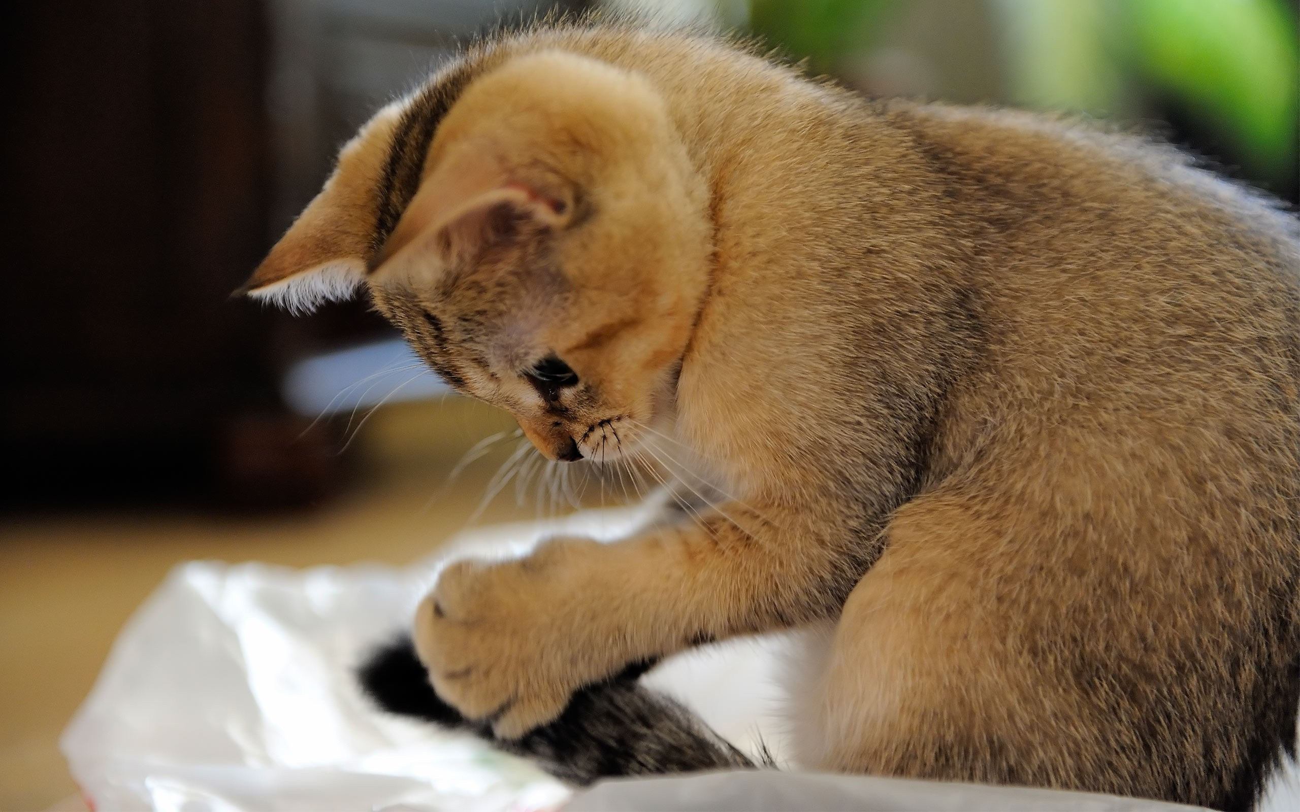 scottish, Shorthair, Kitten Wallpaper