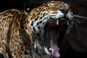 cats, Jaguars, Roar, Animals, Jaguar, Cat