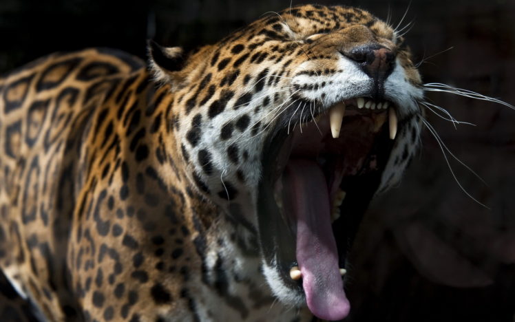 cats, Jaguars, Roar, Animals, Jaguar, Cat HD Wallpaper Desktop Background