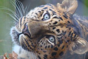 leopards, Glance, Snout, Animals, Leopard, Eyes, Cat, Cats