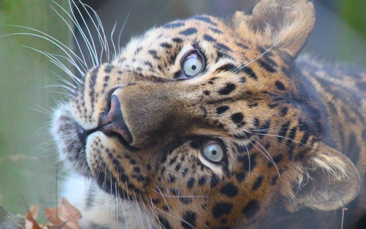 leopards, Glance, Snout, Animals, Leopard, Eyes, Cat, Cats HD Wallpaper Desktop Background