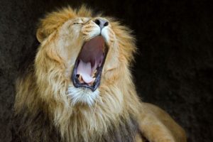 lions, Mouth, Predator, Lion