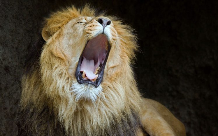 lions, Mouth, Predator, Lion HD Wallpaper Desktop Background
