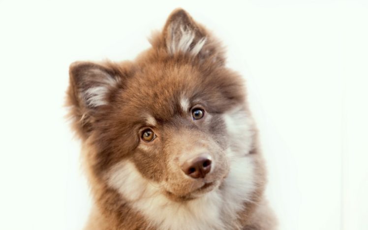 eyes, Animals, Dogs, Brown, Puppies, Ears HD Wallpaper Desktop Background
