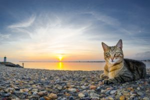 cat, Sea, Sunset, Pebbles, Cats