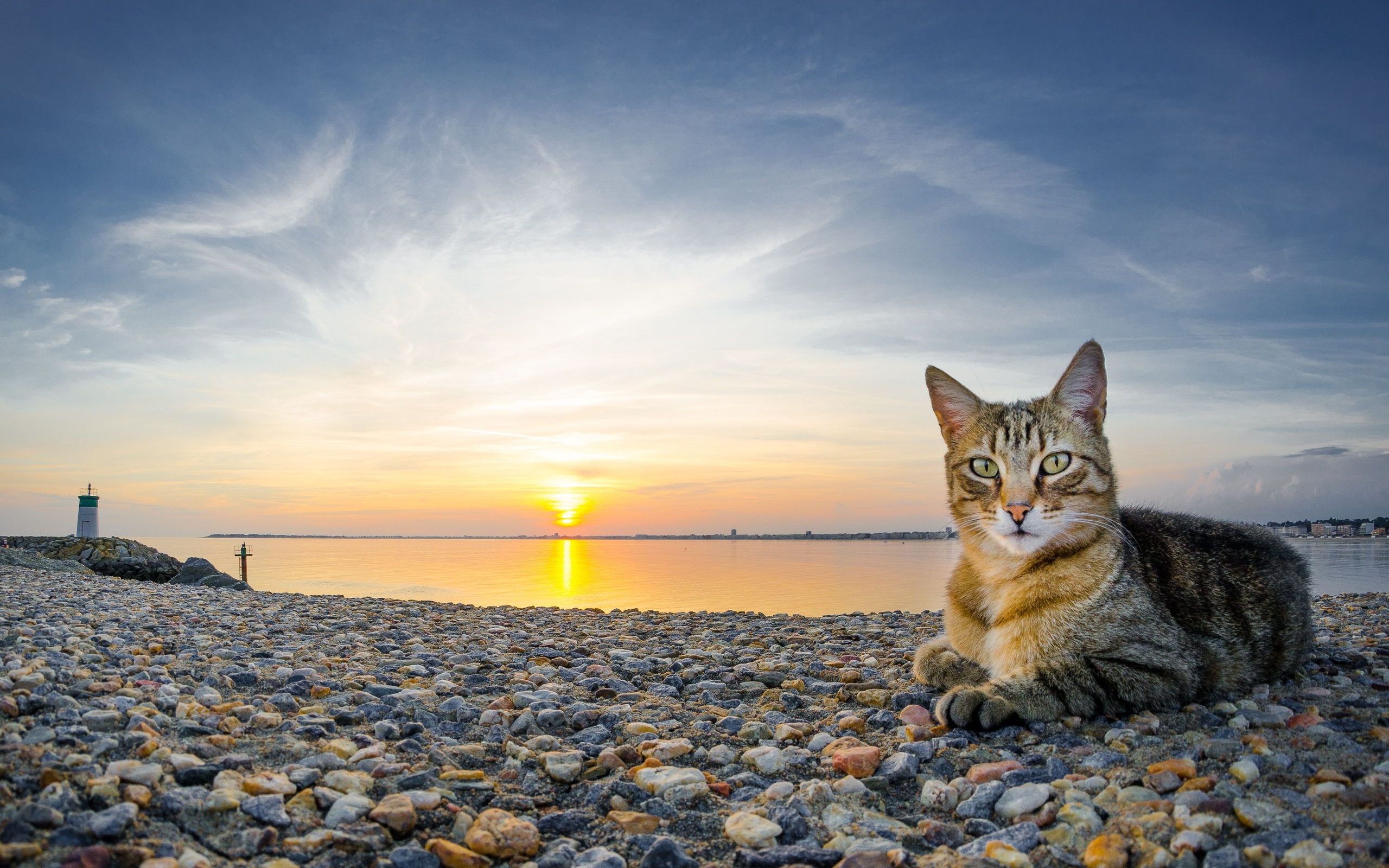 cat, Sea, Sunset, Pebbles, Cats Wallpaper