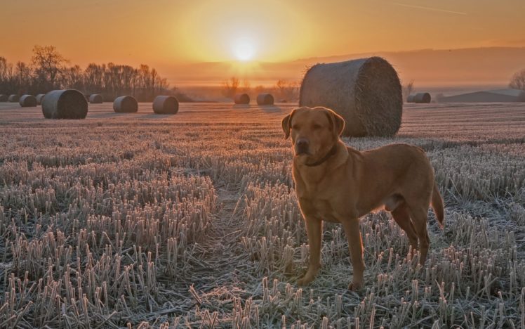 dog, Field, Sunset, Stubble, Frost HD Wallpaper Desktop Background