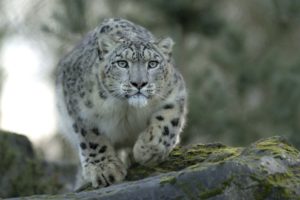 snow, Leopard, Predator, Cat