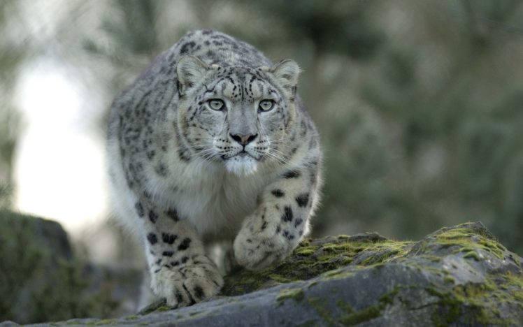 snow, Leopard, Predator, Cat HD Wallpaper Desktop Background