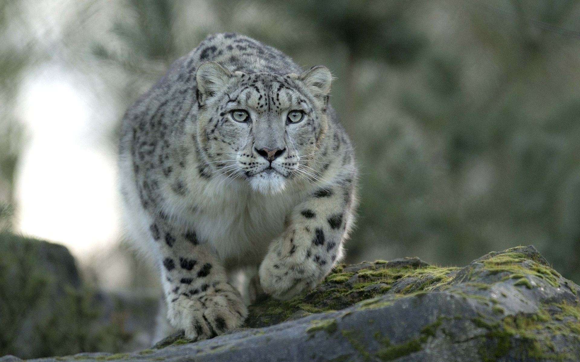 snow, Leopard, Predator, Cat Wallpapers HD / Desktop and Mobile Backgrounds