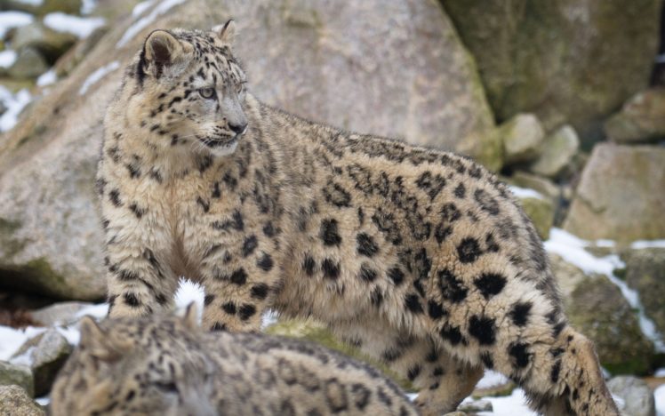 snow, Leopard, Wild, Cat HD Wallpaper Desktop Background