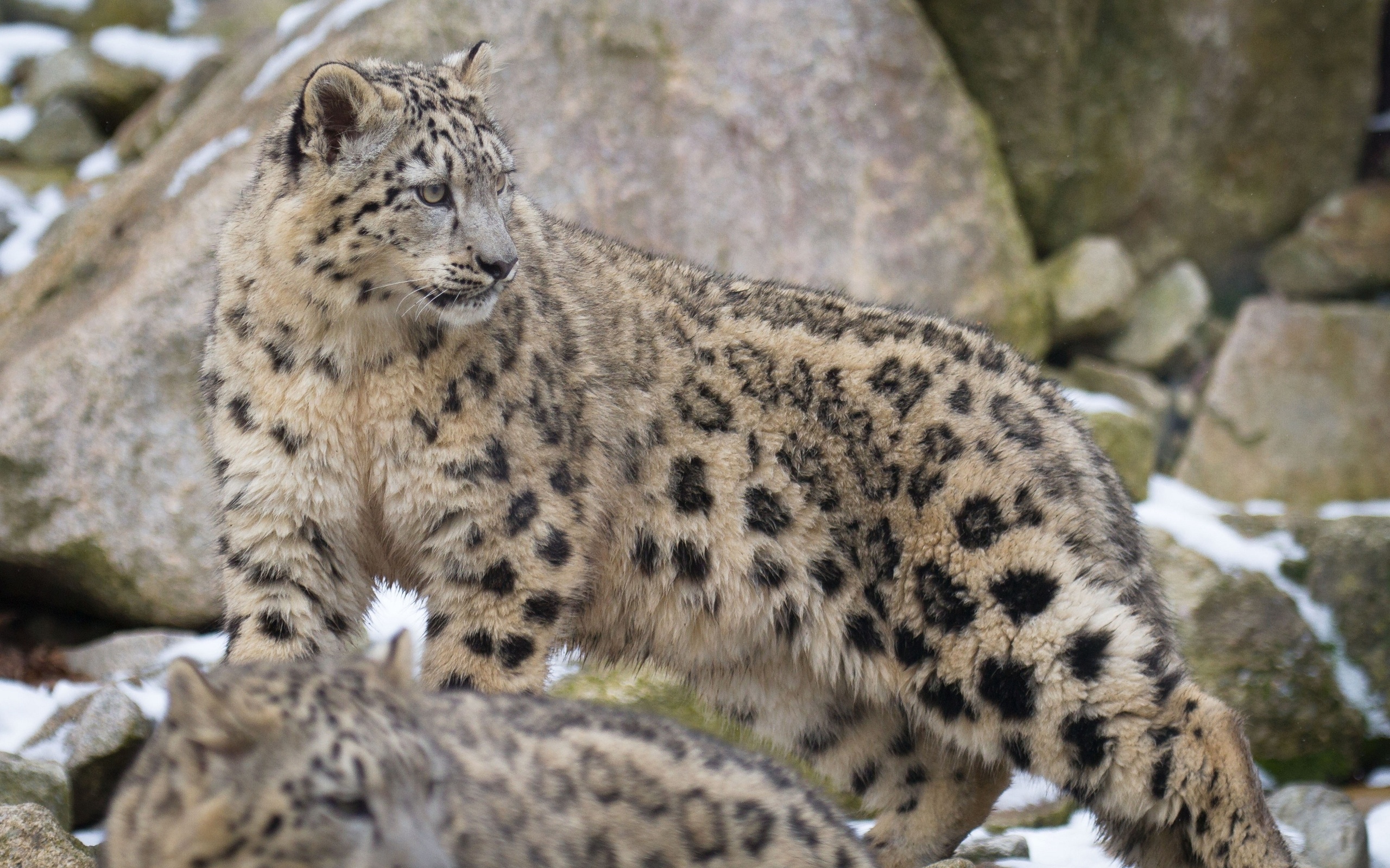 snow, Leopard, Wild, Cat Wallpaper
