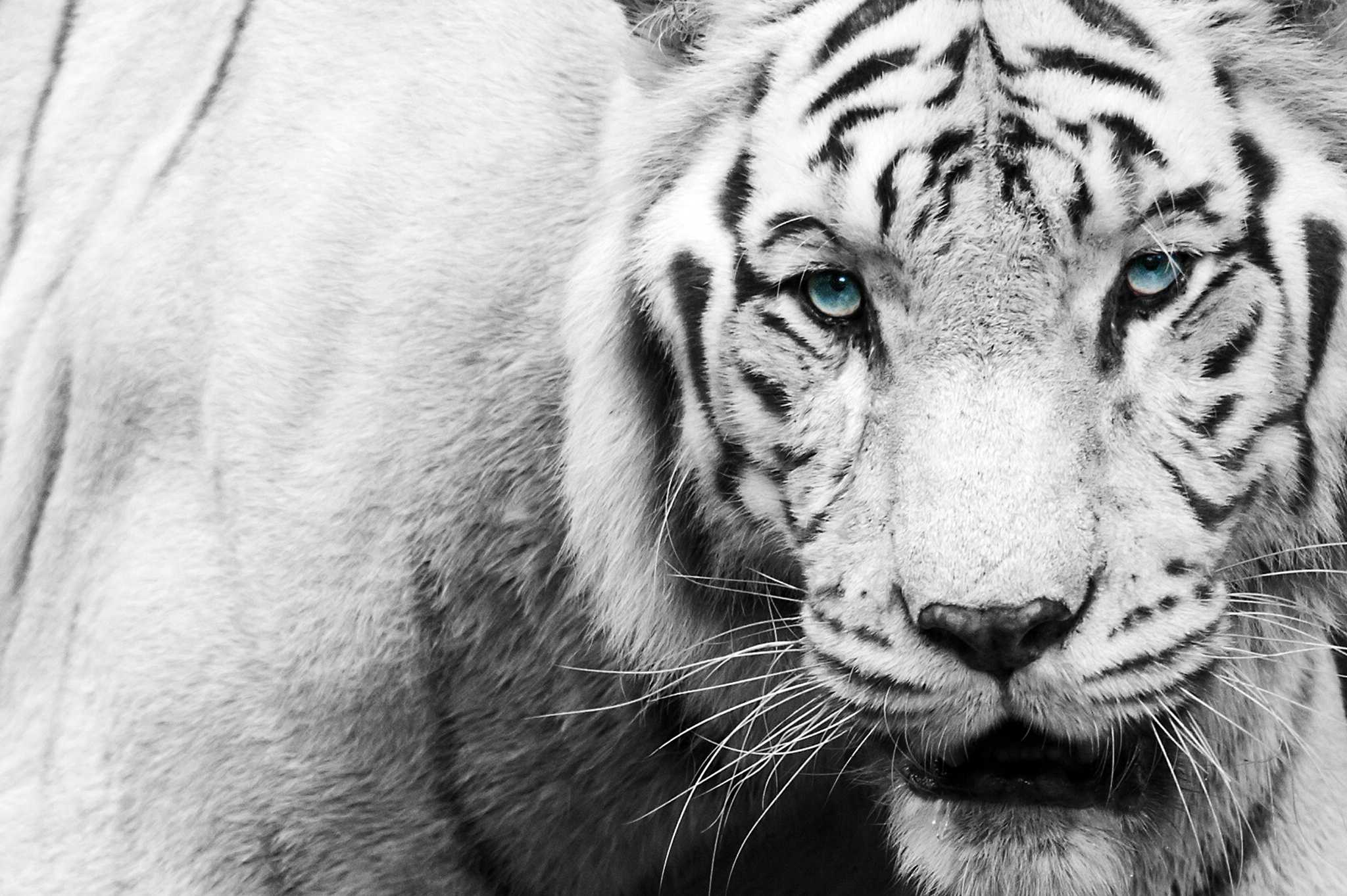 Tiger Face Eyes Black Wallpapers Hd Desktop And Mobile