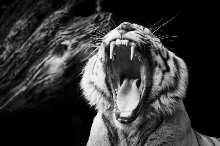 tiger, Mouth, Black HD Wallpaper Desktop Background
