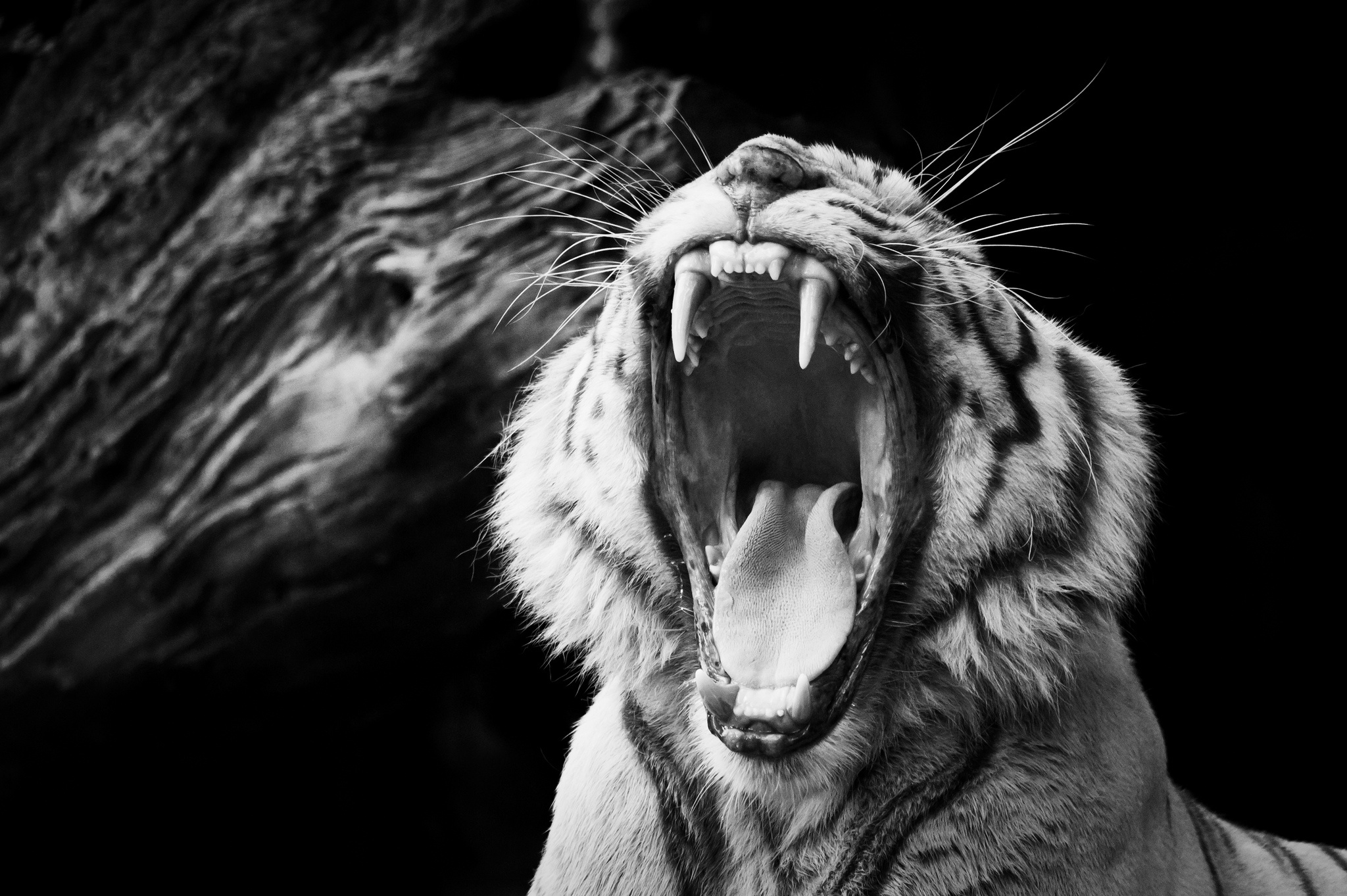 tiger, Mouth, Black Wallpapers HD / Desktop and Mobile Backgrounds