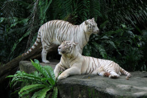 white, Tigers, Tiger
