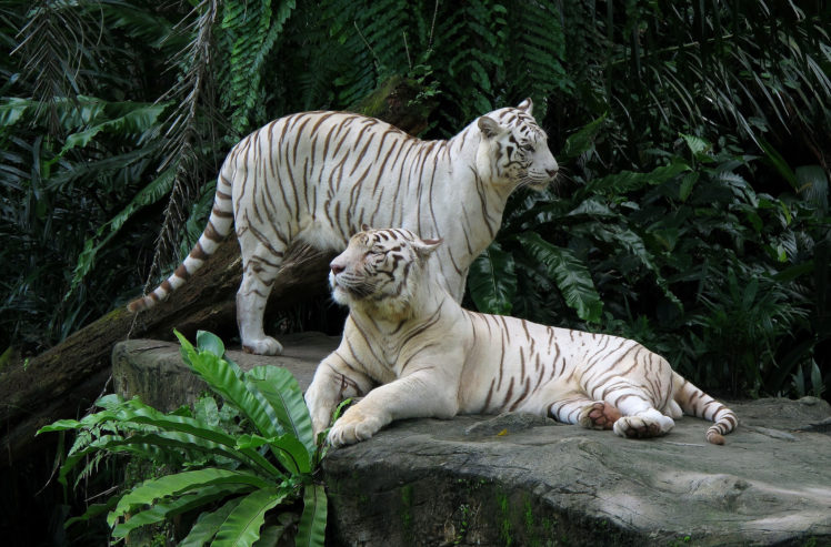 white, Tigers, Tiger HD Wallpaper Desktop Background
