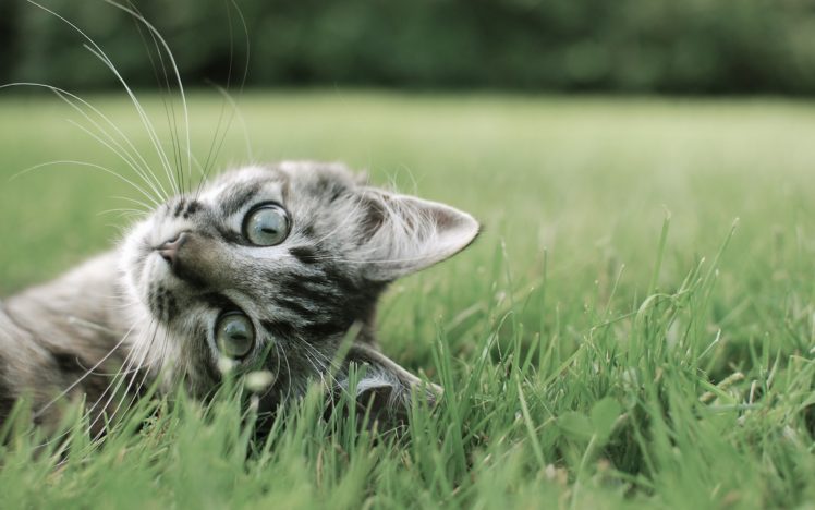 cats, Animals, Grass, Kittens, Pets HD Wallpaper Desktop Background