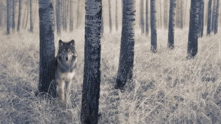 wolf, Trees HD Wallpaper Desktop Background