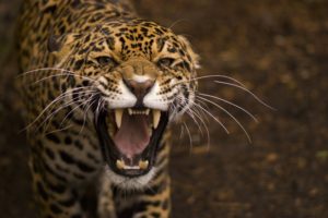jaguar, Wild, Cat, Face, Teeth, Rage, Anger, Jaws, Teeth