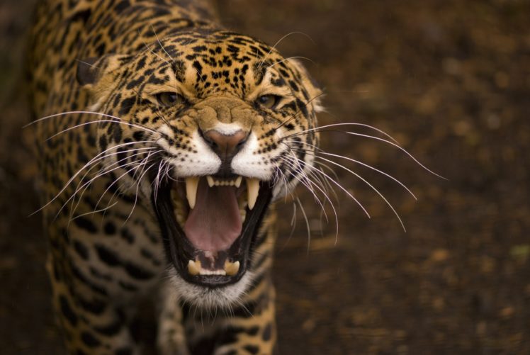 Jaguar Wild Cat Face Teeth Rage Anger Jaws Teeth Wallpapers Hd