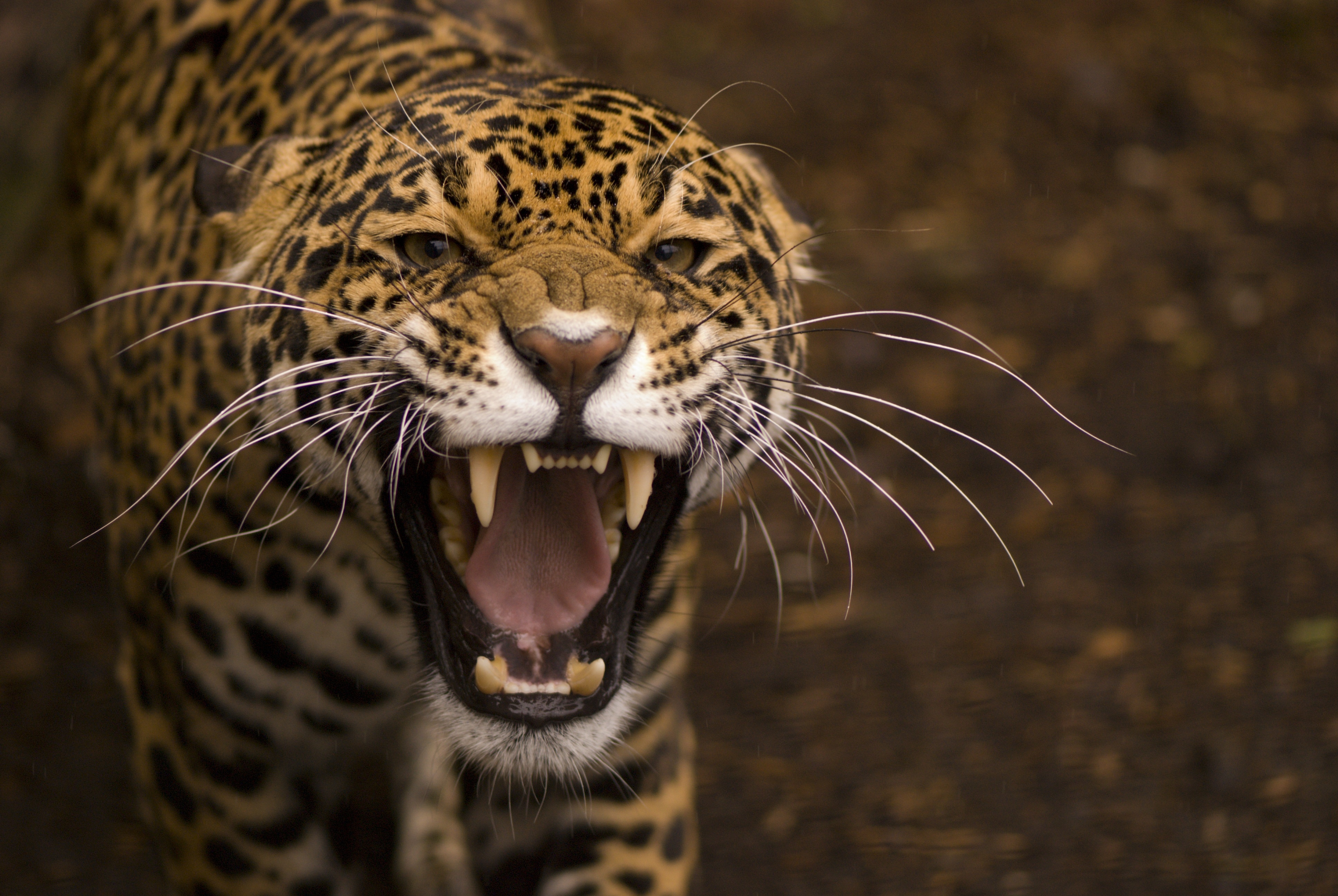 jaguar, Wild, Cat, Face, Teeth, Rage, Anger, Jaws, Teeth Wallpaper