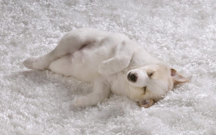 white, Animals, Dogs, Sleepy, Canine HD Wallpaper Desktop Background