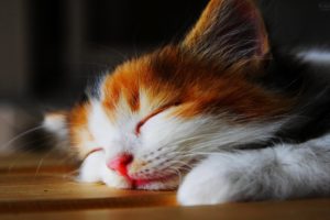 kitten, Sleep, Kittens, Cat, Cats, Cute