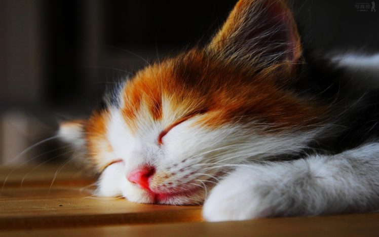 kitten, Sleep, Kittens, Cat, Cats, Cute HD Wallpaper Desktop Background