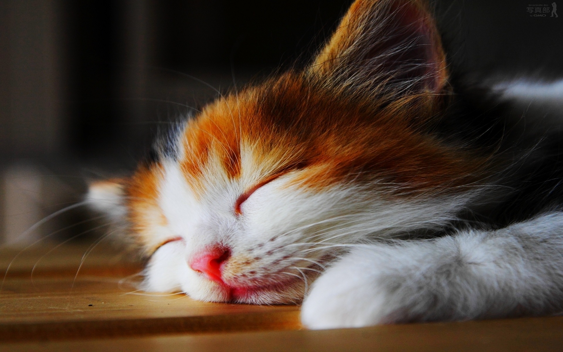 kitten, Sleep, Kittens, Cat, Cats, Cute Wallpaper