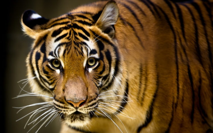 tiger, Tigers HD Wallpaper Desktop Background