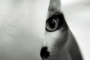 eyes, Cats, Animals, Monochrome