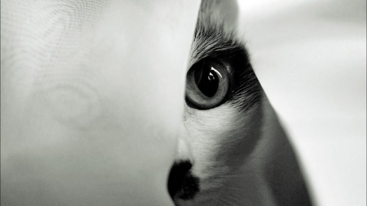 eyes, Cats, Animals, Monochrome HD Wallpaper Desktop Background