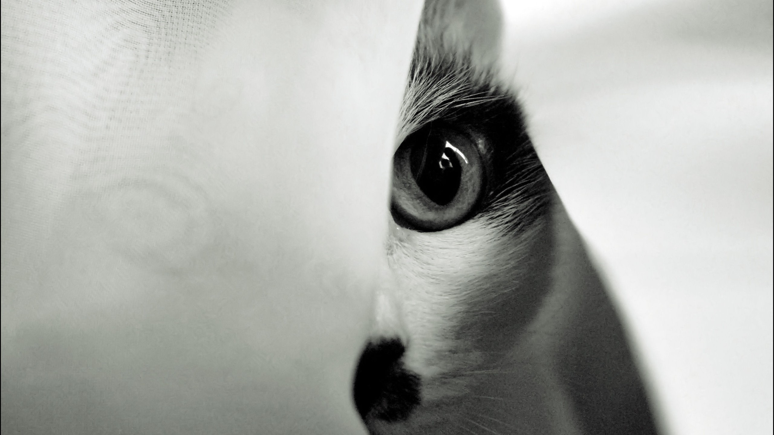 eyes, Cats, Animals, Monochrome Wallpaper